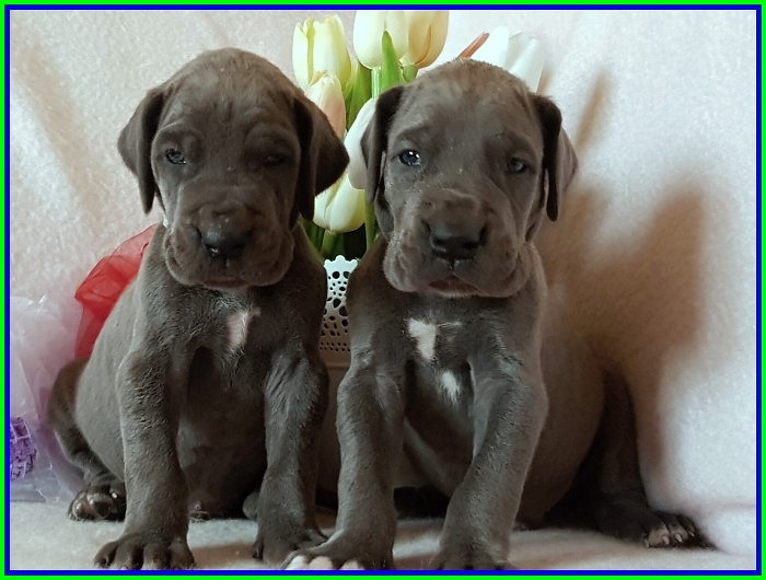 Litter Q - 3 weeks